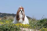 SHIH TZU 013